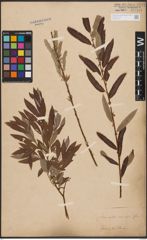 Salix aurita L. x Salix viminalis L.